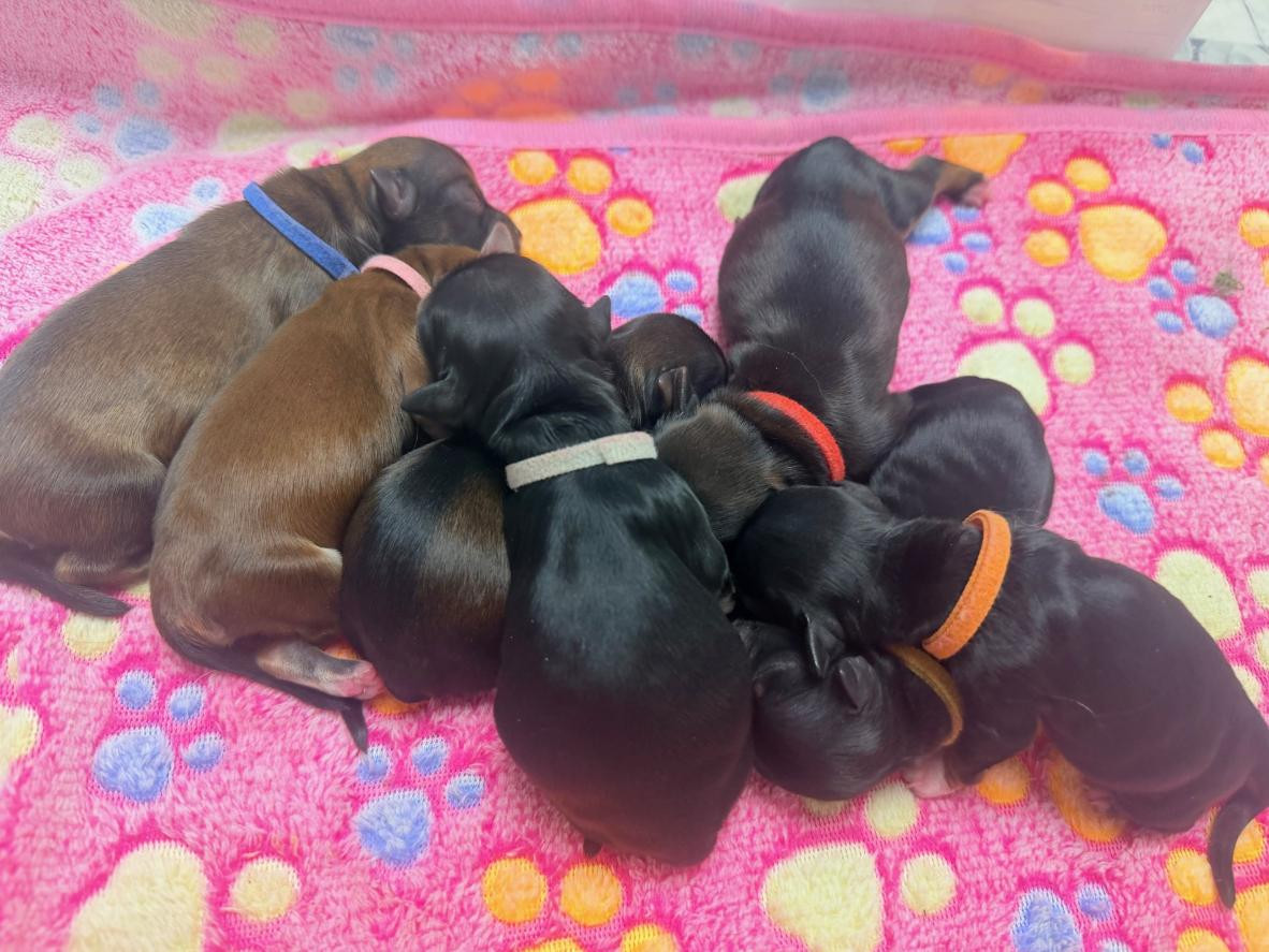 Chiot Bichon Havanais Bell'Havanese